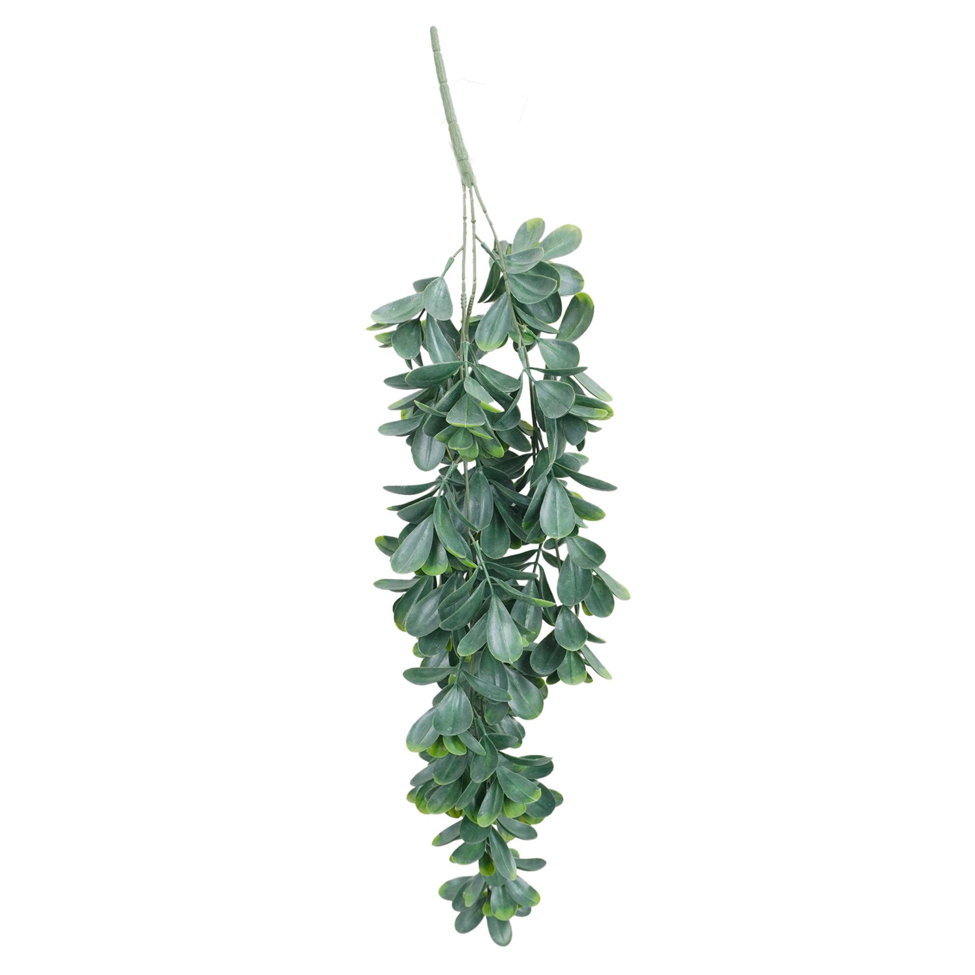 30" Trailing Jade Bush by Ashland®